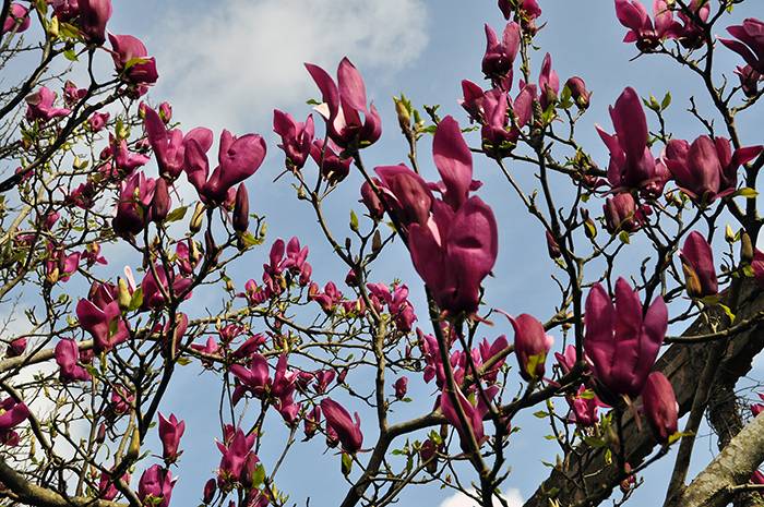   Цветущее тюльпанное дерево 