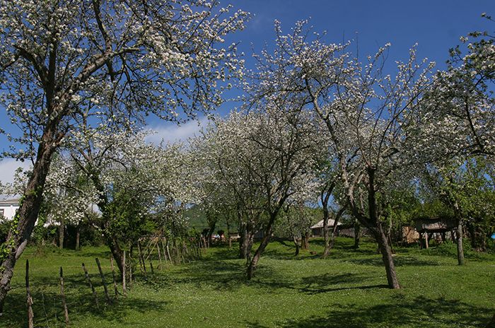 весна в абхазской деревне 